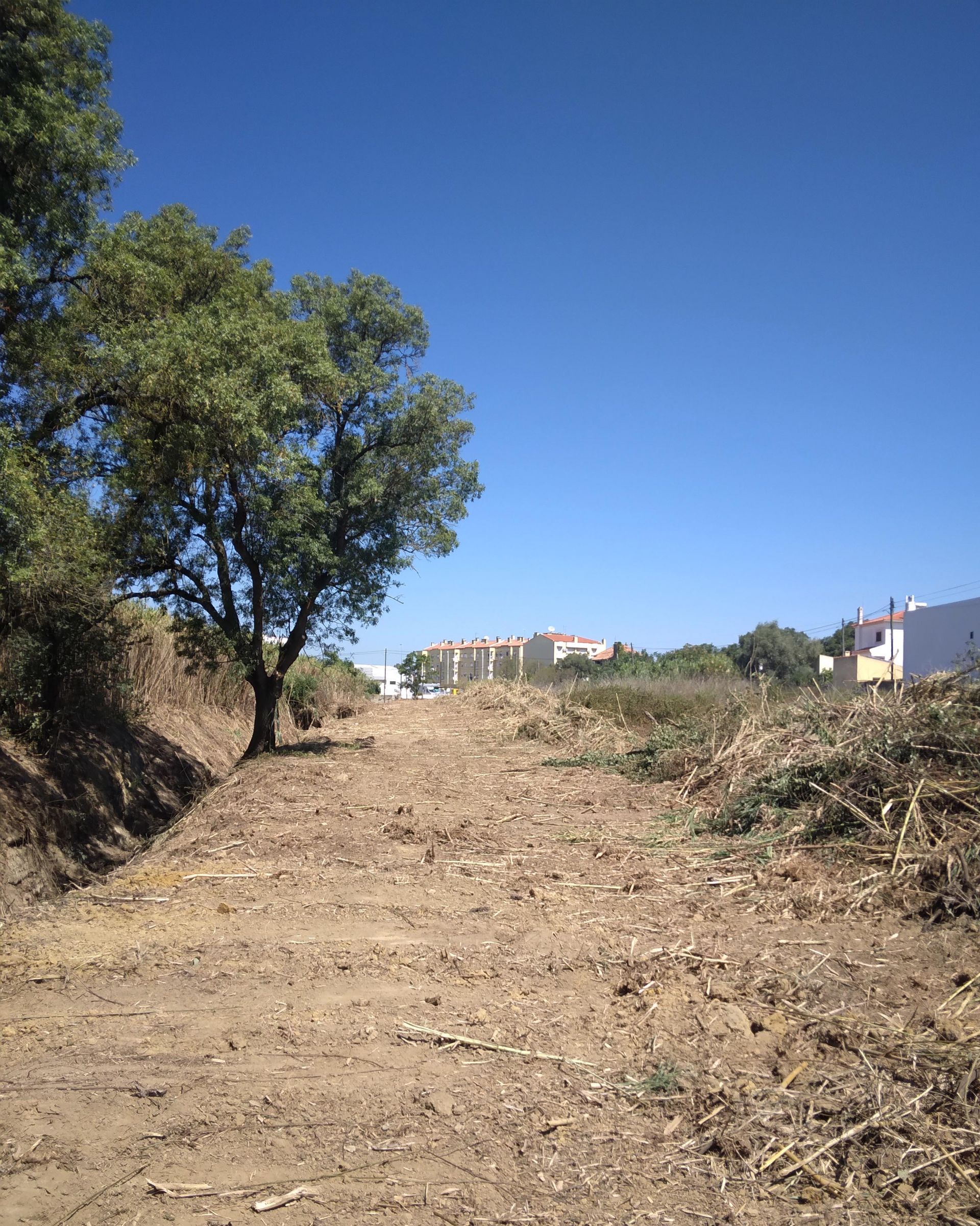 Limpeza da Ribeira do Algar