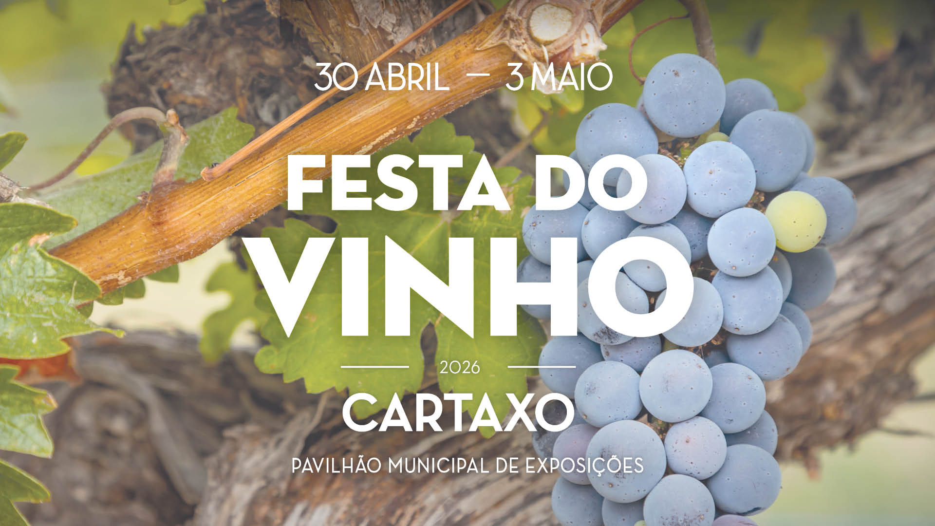 Festa do Vinho